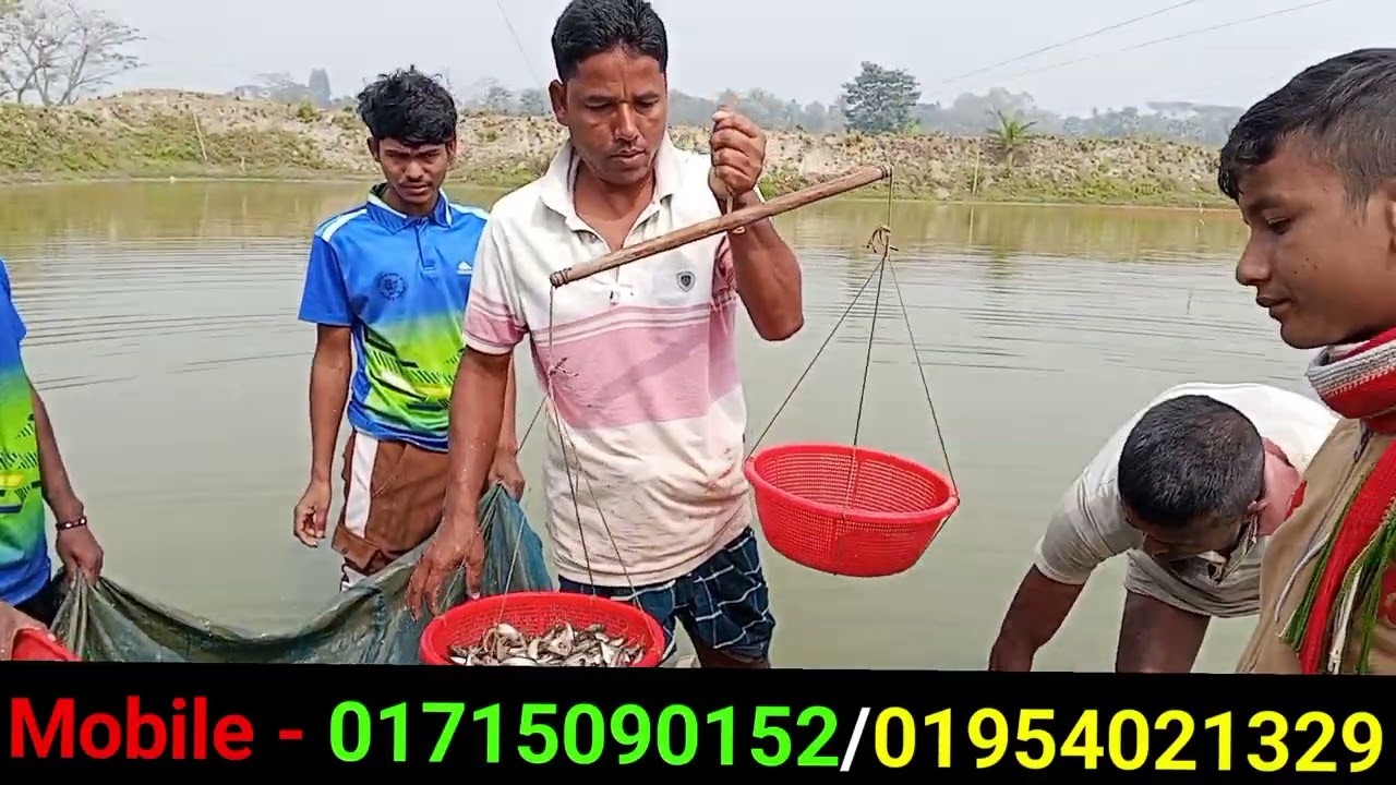 পাঙ্গাস -মাছ- সাড়ে- তিন- মাসে- বাজার- জাত/01715090152