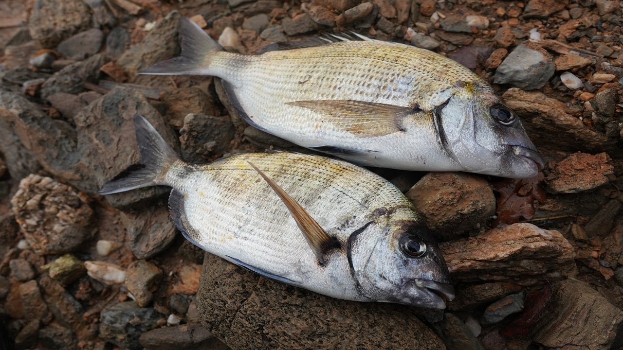 ΧΑΜΟΣ ΑΠΟ ΚΥΜΑΤΑ ΚΑΙ SARGO FISHING No3