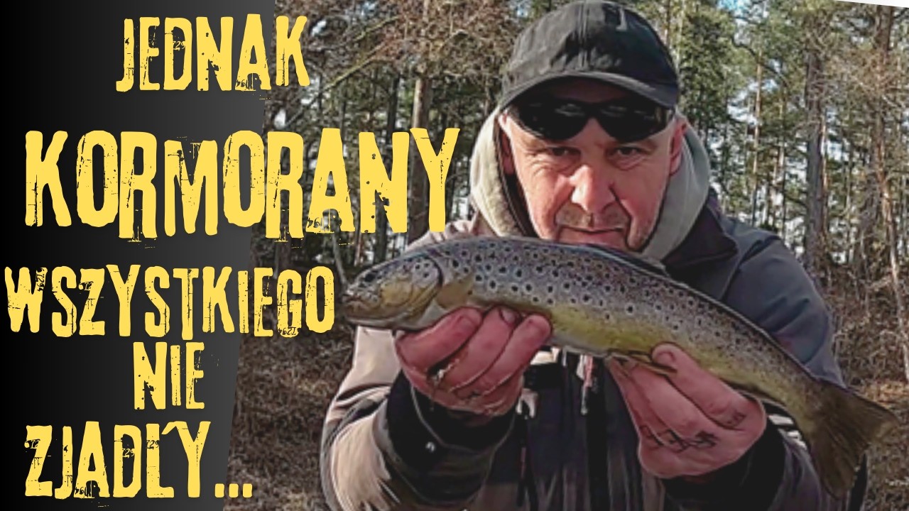 Jednak kormorany nie zjadły wszystkich pstrągów