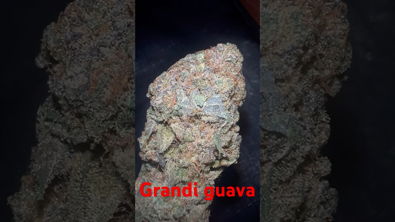 Grandi guava strain review