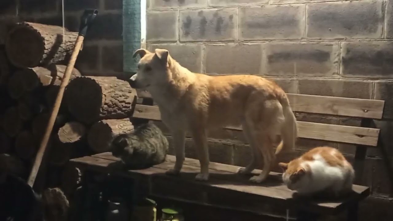Январские посиделки  #животные #котопес