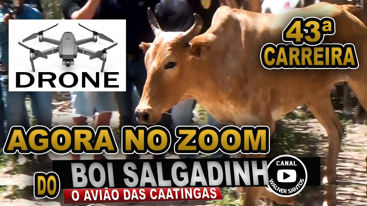 NARRAÇÃO CORRETA DA CARREIRA DO BOI SALGADINHO COM OS SERGIPANOS