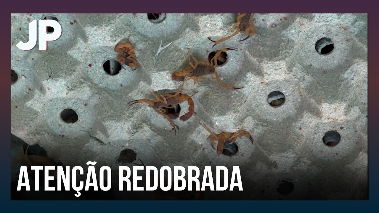 Calor e umidade aumentam o perigo de picadas de escorpião