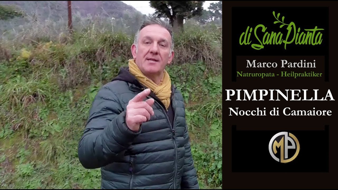 PIMPINELLA