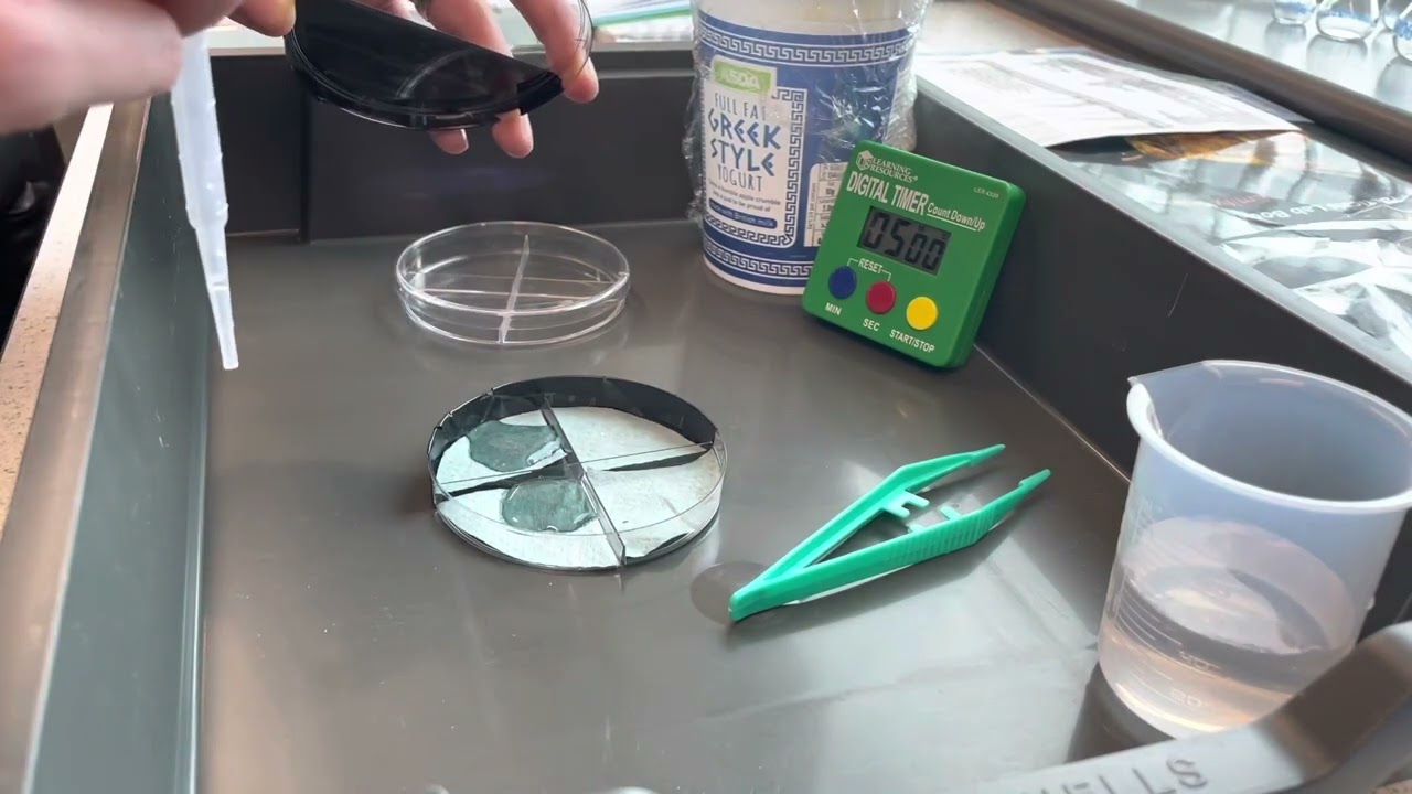 Woodlice behaviour experiment