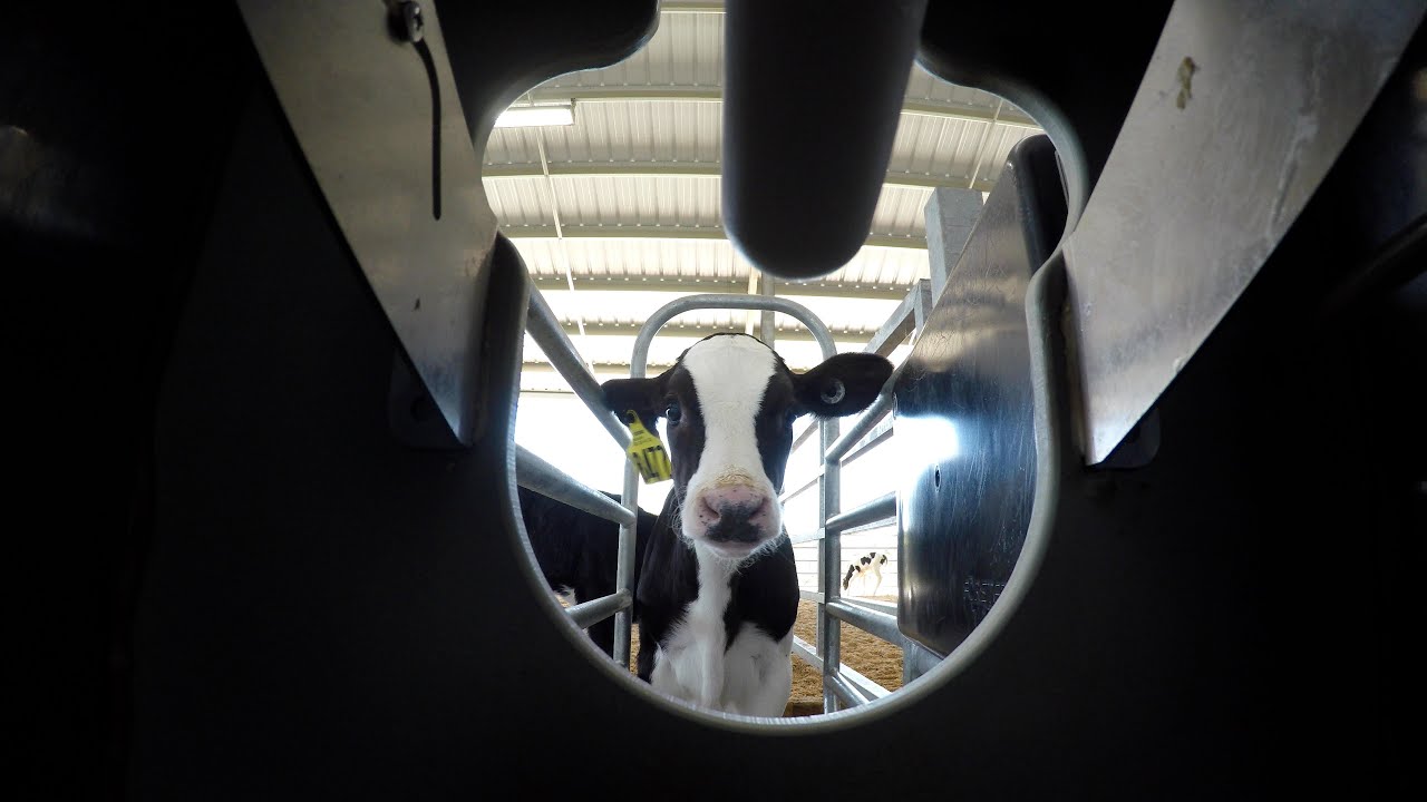 Ready for an Auto Feeder?