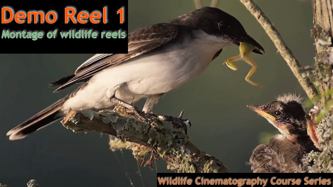 Natural History Demo Reel 1- Doug Gardner