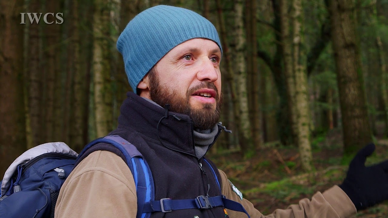 The Forest of Camaldoli