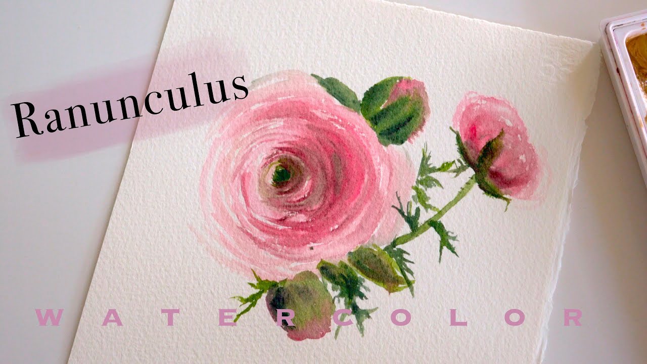 How to Paint Loose Ranunculus Flower| beginners Watercolor Painting WATERCOLOR PAINTING || MruglaArt