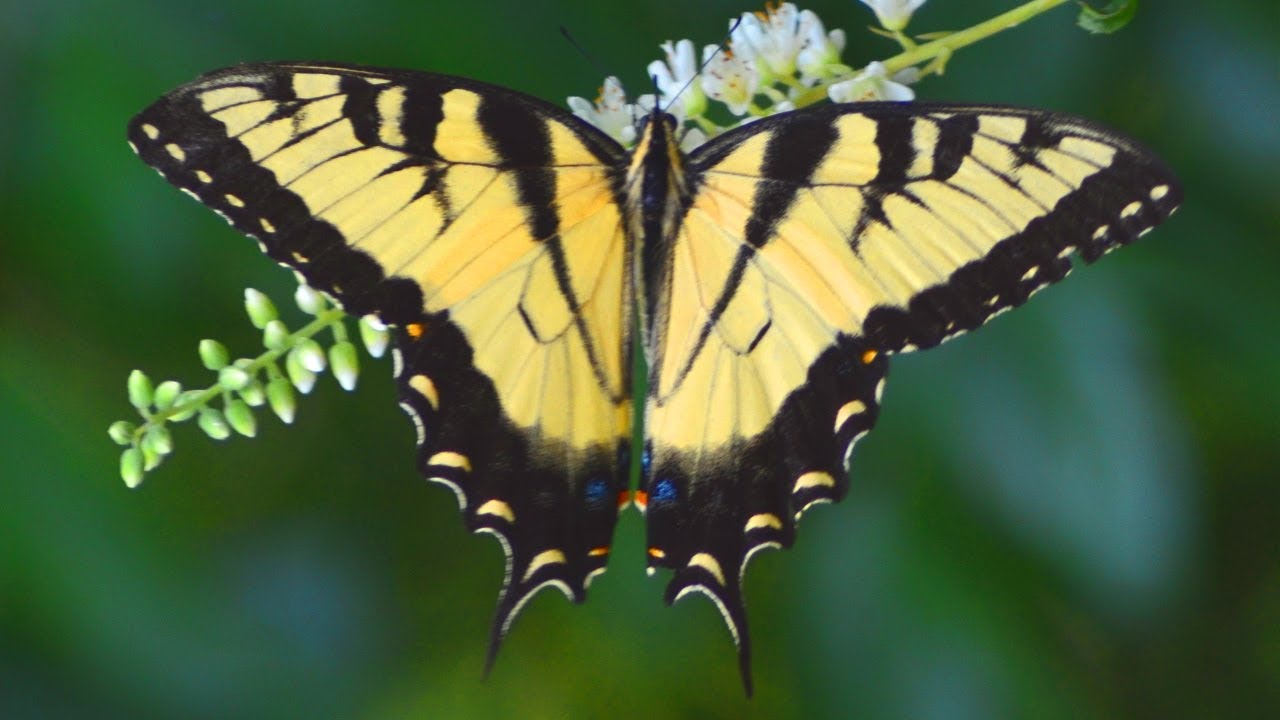 Eastern tiger swallowtail butterfly eating nectar in flowers | Male