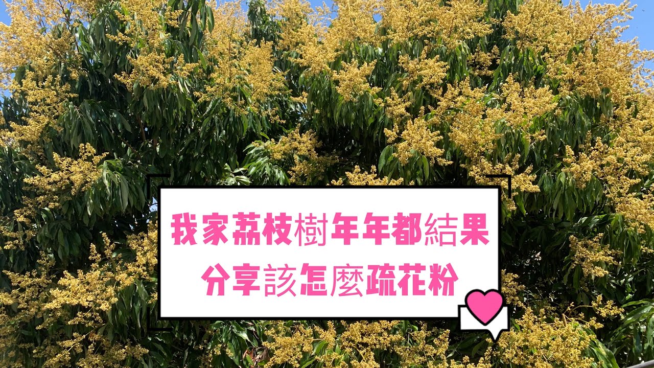 我家荔枝樹年年都結果, 分享該怎麼疏花粉|荔枝疏花方式分享|荔枝大量開花及結果|黑葉荔枝|糯米荔枝|如何种植荔枝/挑选荔枝/DIY荔枝花粉|Lychee|荔枝開花要修枝|荔枝浇水要注意|
