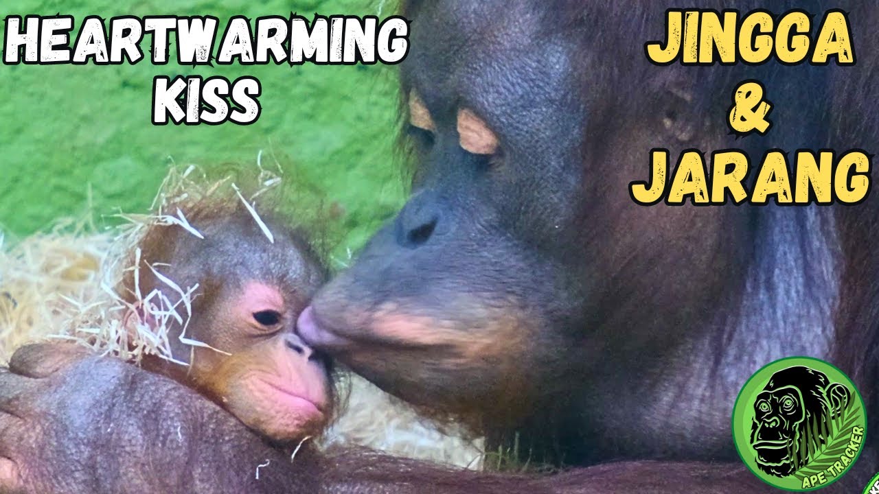 Adorable Bond Between Mom And Baby Orangutan Will Melt Your Heart!