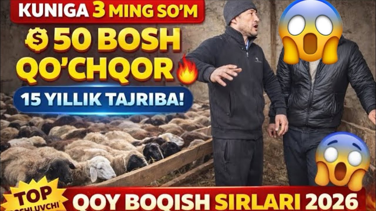 50 BOSH QOʻZI QOʻCHQOR BOQIB 3 OYDA QANCHA DAROMAT QILSA BOLADI