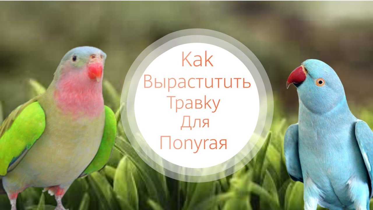 Как вырастить травку для попугая. Травка за 4 дня.