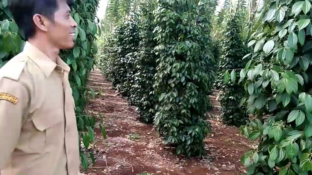 Tunjar Alami, Praktis, Murah bagi Tanaman Lada