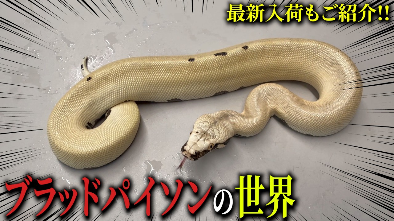 【ブラッドパイソン】モルフの世界！