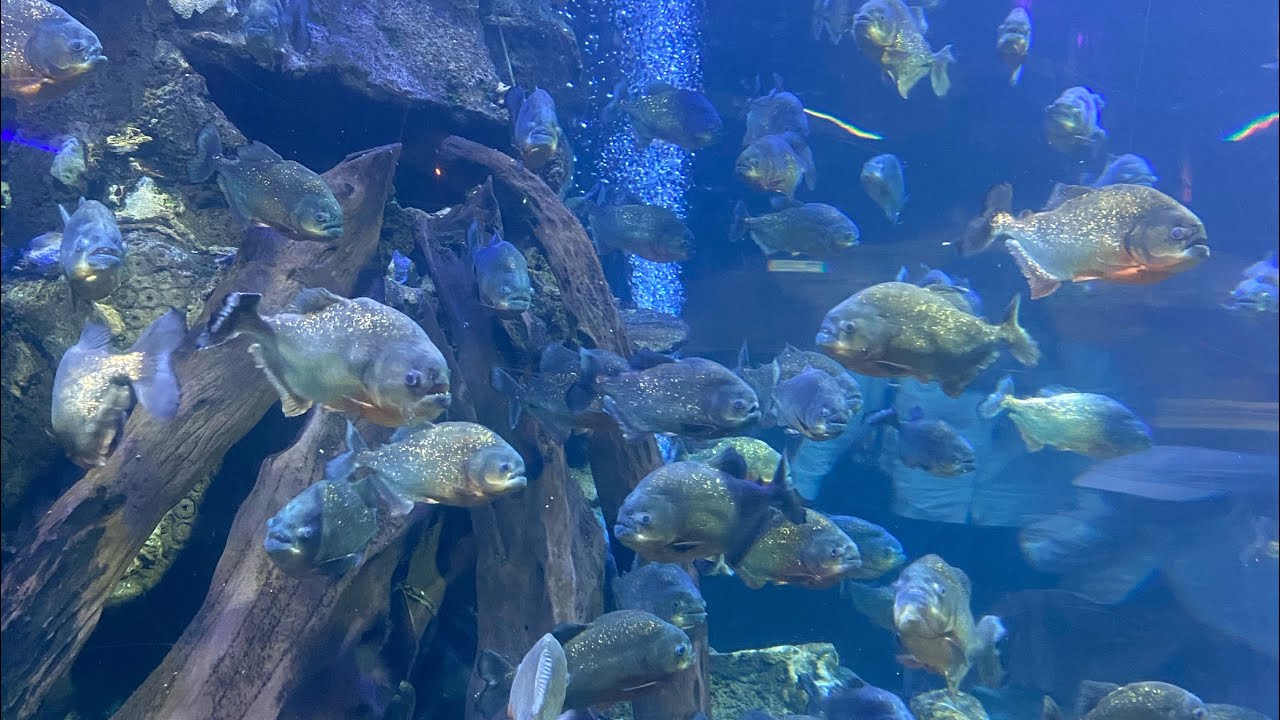 One Day, one adventure | SeaWorld Ancol 🐠🐟🐡! 