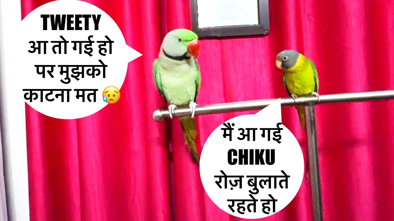 ट्वीटी किस्सी 😘दे दो 🦜😍बोलने वाला तोता 🦜 Talking Parrot 