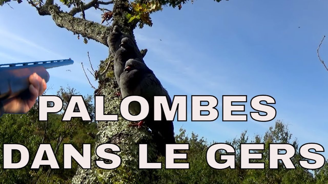 La fièvre bleue dans le Sud Ouest (4K)