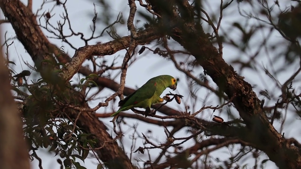 papagaio-verdadeiro se alimentando de noz pe&ccedil;am #bidwatching #avesdobrasil