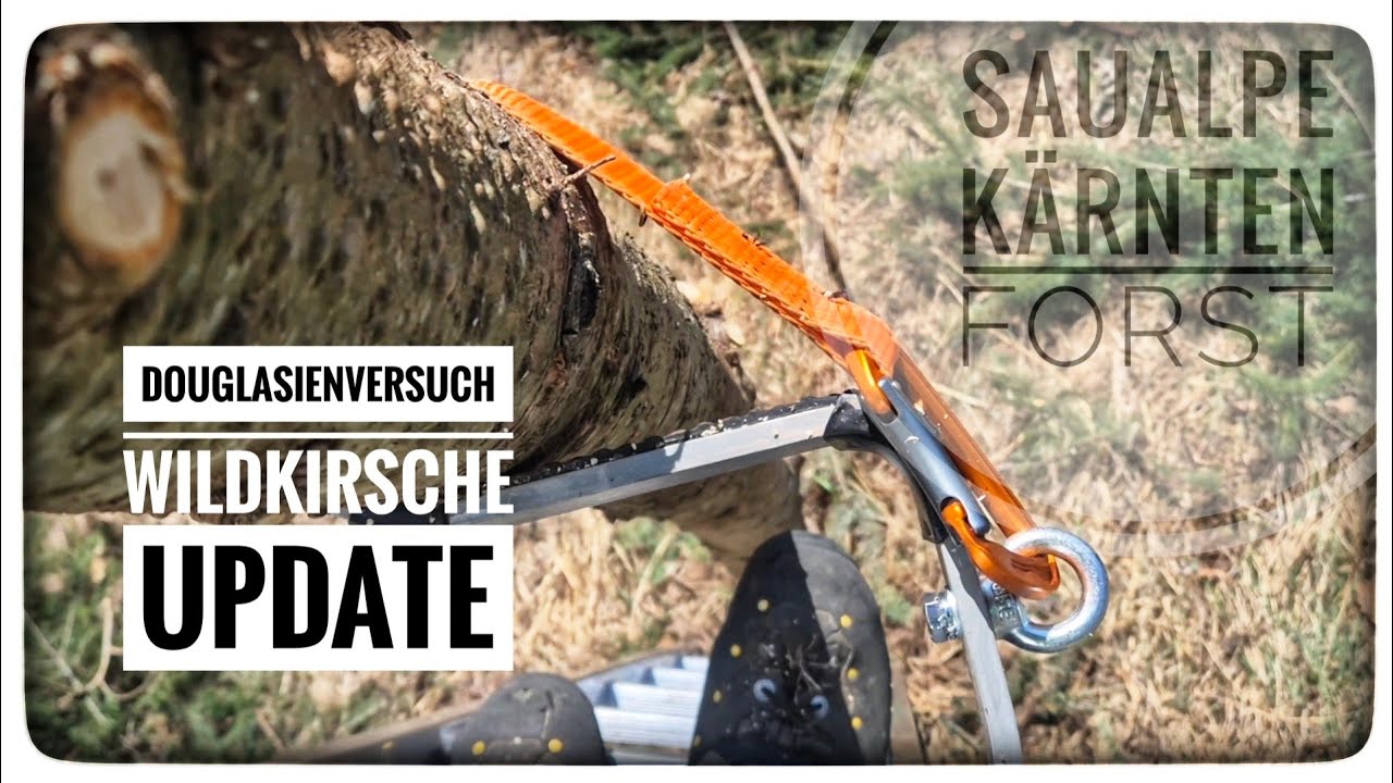 🌲Douglasienversuch , Wildkirsche🍒 Update