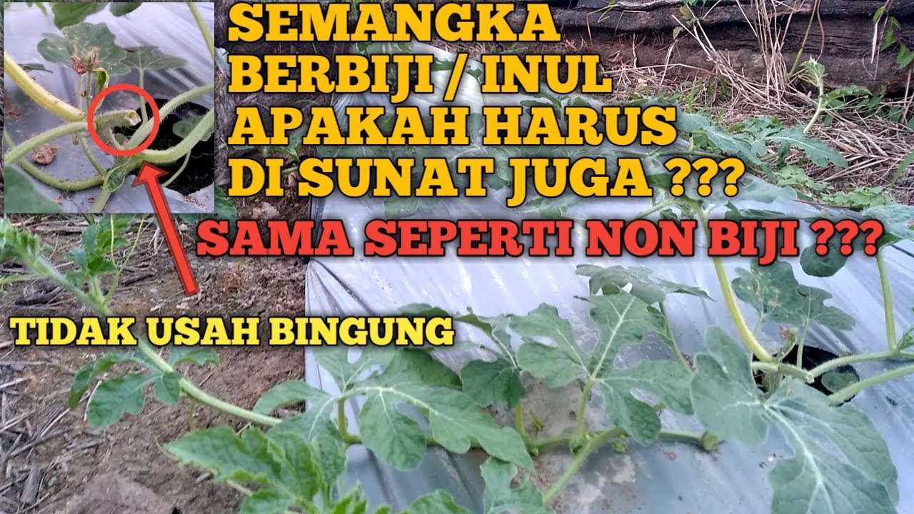 Manfaat Penyunatan / pemotongan pucuk pada tanaman semangka