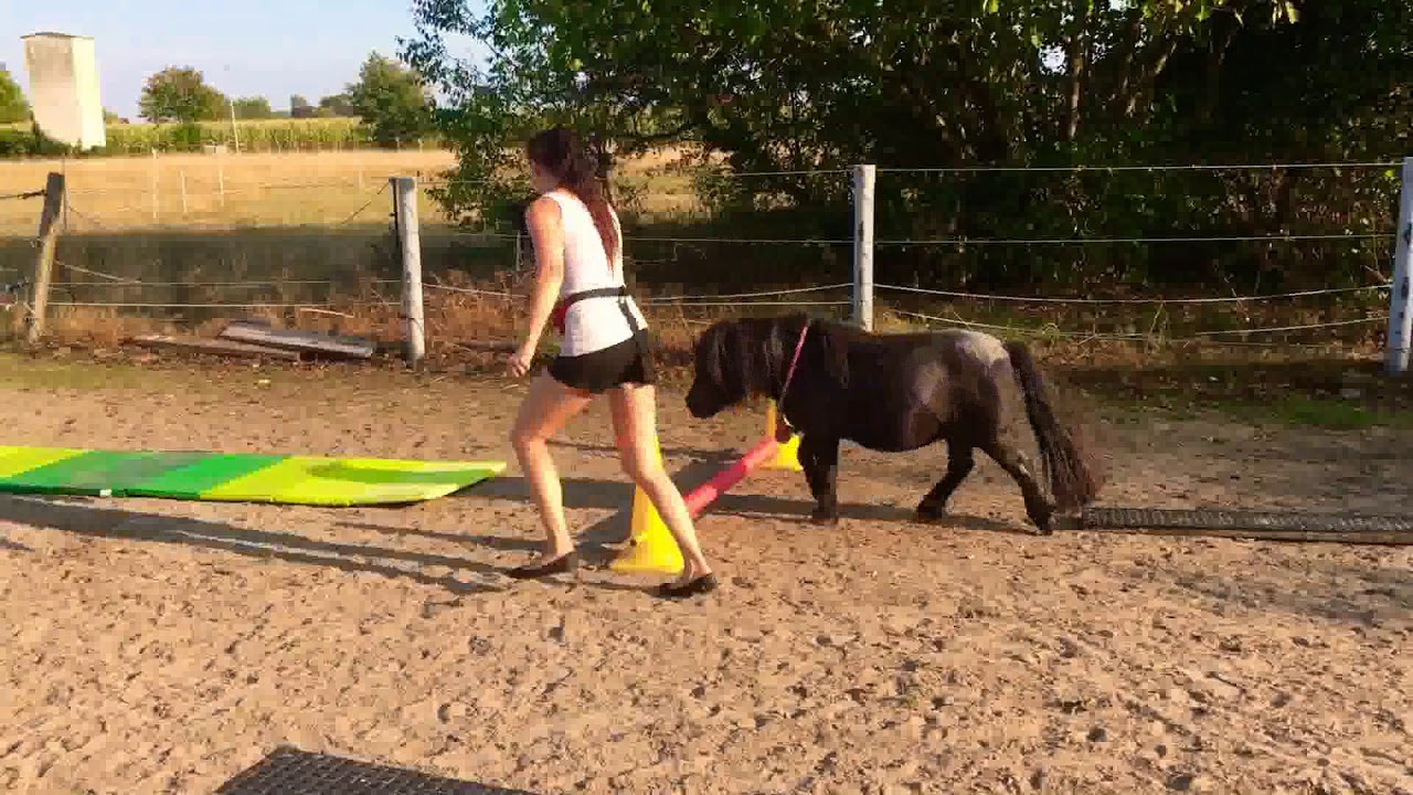 Horse Agility Minishetty