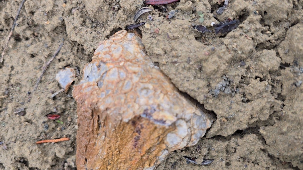 Cycads, Tree Ferns or Corals? Winter Rockhounding Central Oregon Agates, Jasper and Petrified Wood