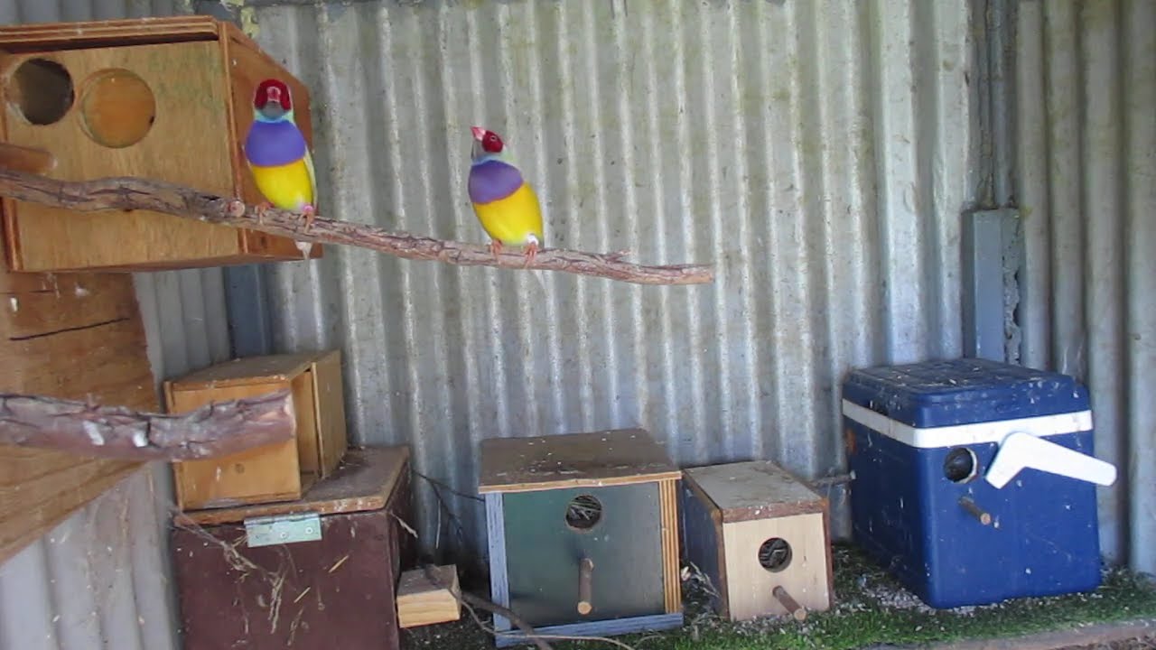 Duri Village Australia - Australia Recessive Autosomal Dilute Gouldians & Splits