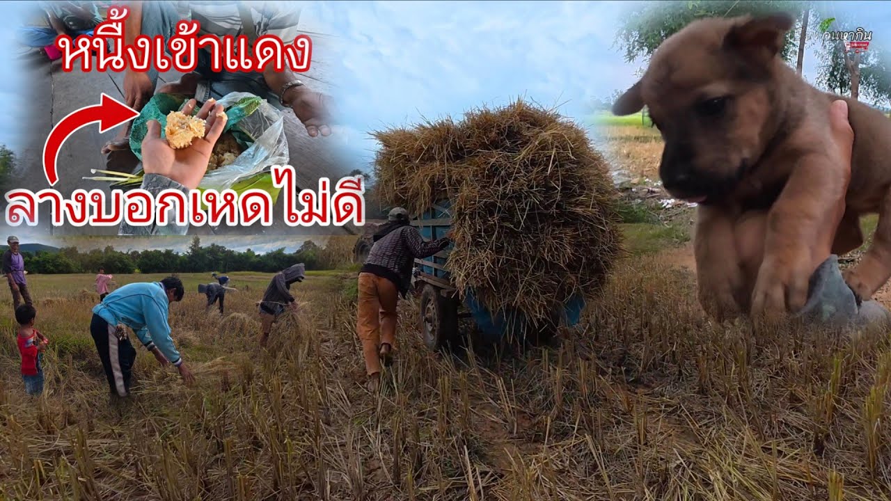 เก็บกู้ผลผลิตเข้านาปี//ເກັບກູ້ຜົນຜະລິດເຂົ້ານາປີ Hieng บ่าวเฮียง คนหากิน