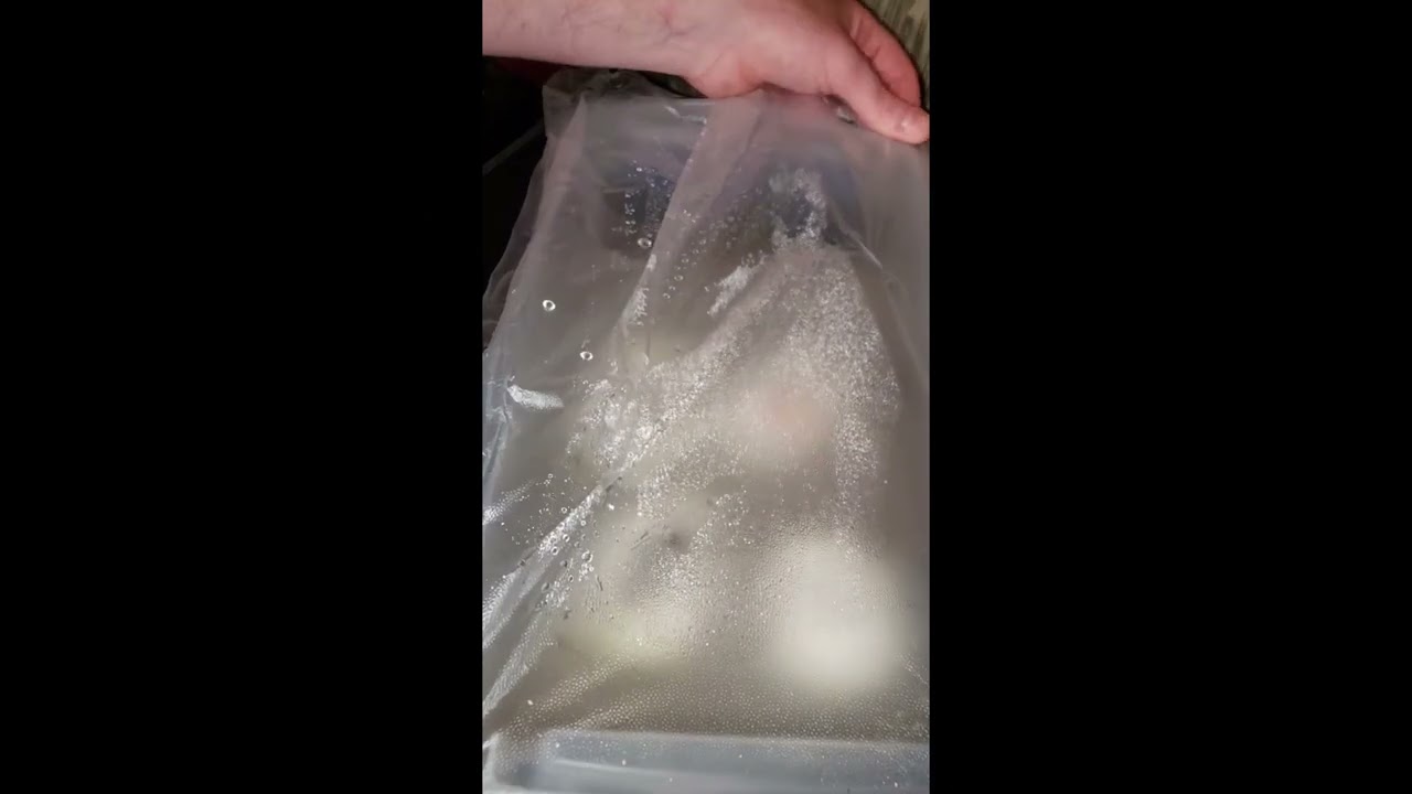 Day 56 Cutting Ball Python Eggs