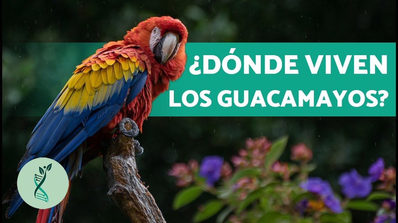 ¿De Qué COLOR Son los GUACAMAYOS? 💐  (Características, Hábitat y Alimentación Guacamayos)