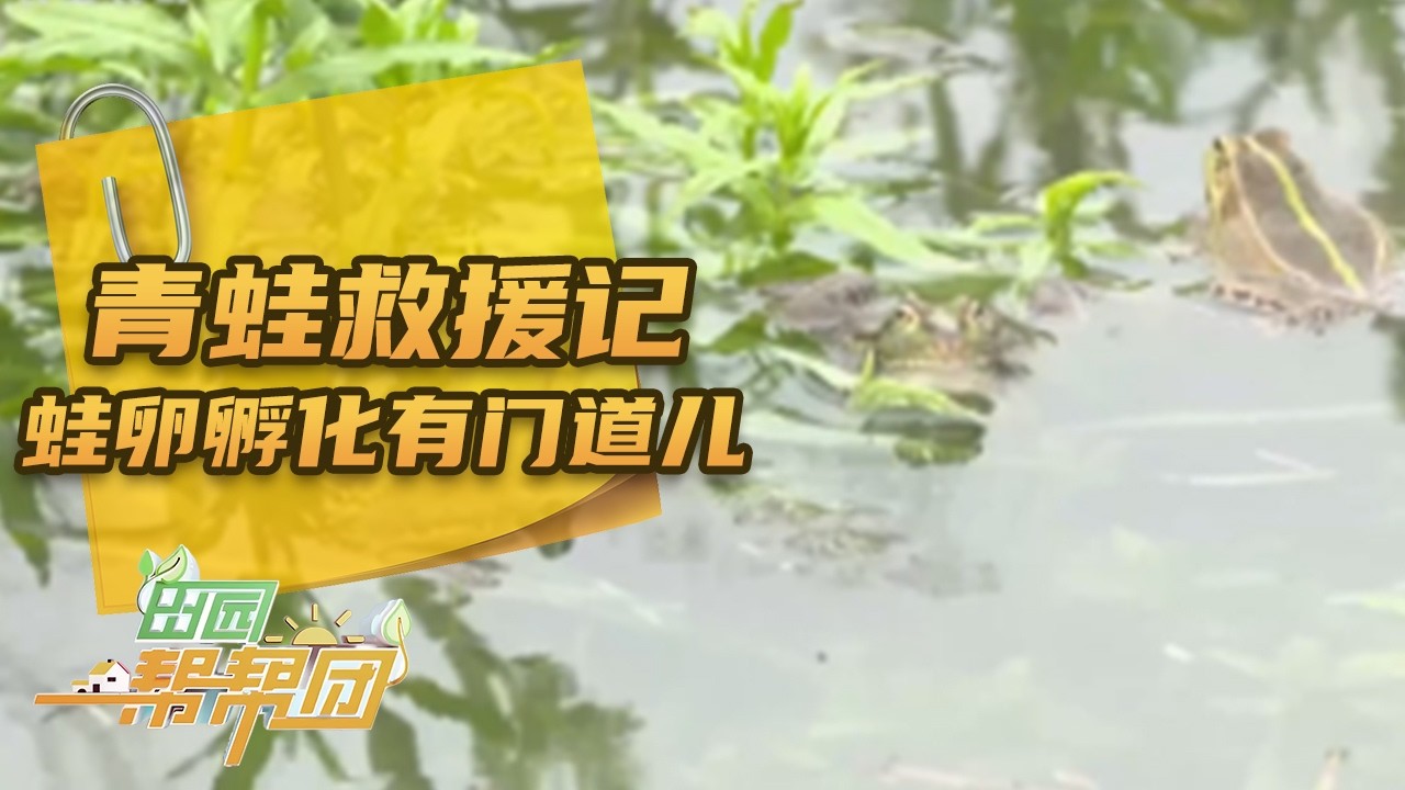 《田园帮帮团》 20260310 青蛙救援记 | 农业致富经 Agriculture And Farming