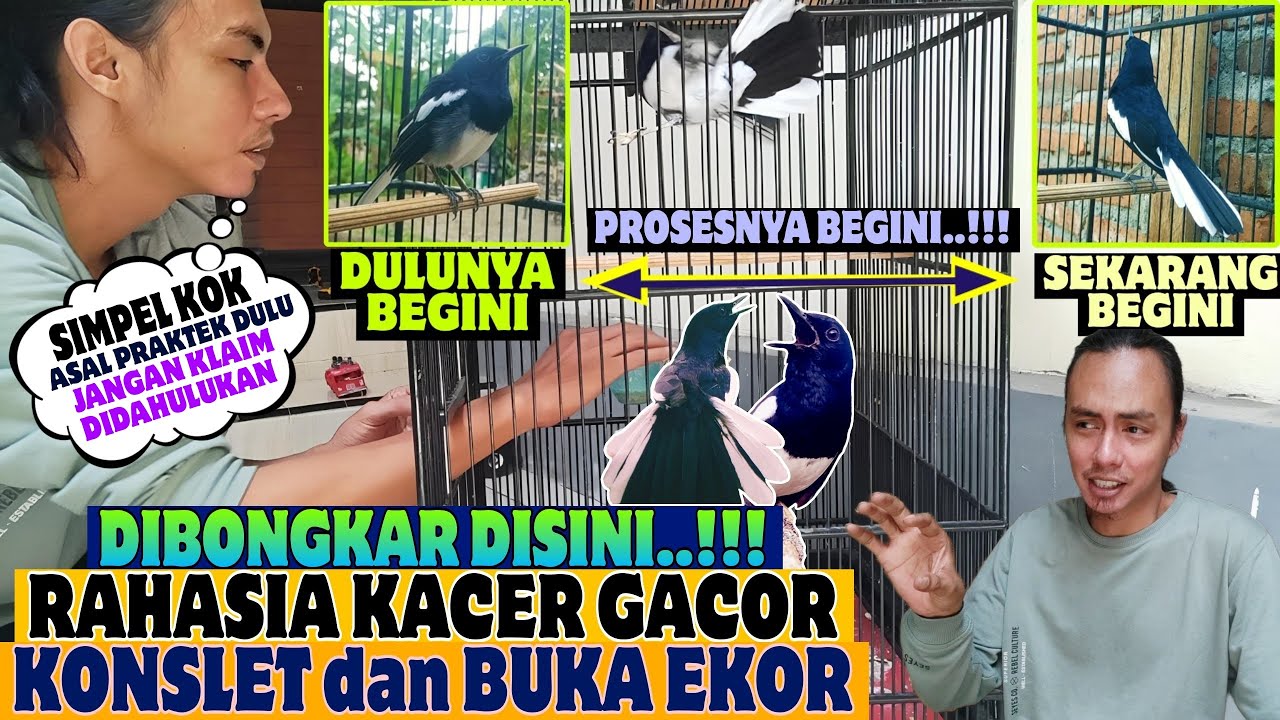 ini BARU, namanya DIBONGKAR ⁉️ SEMUDAH INI KOK, MERAWAT KACER CEPAT GACOR KONSLET dan BUKA EKOR