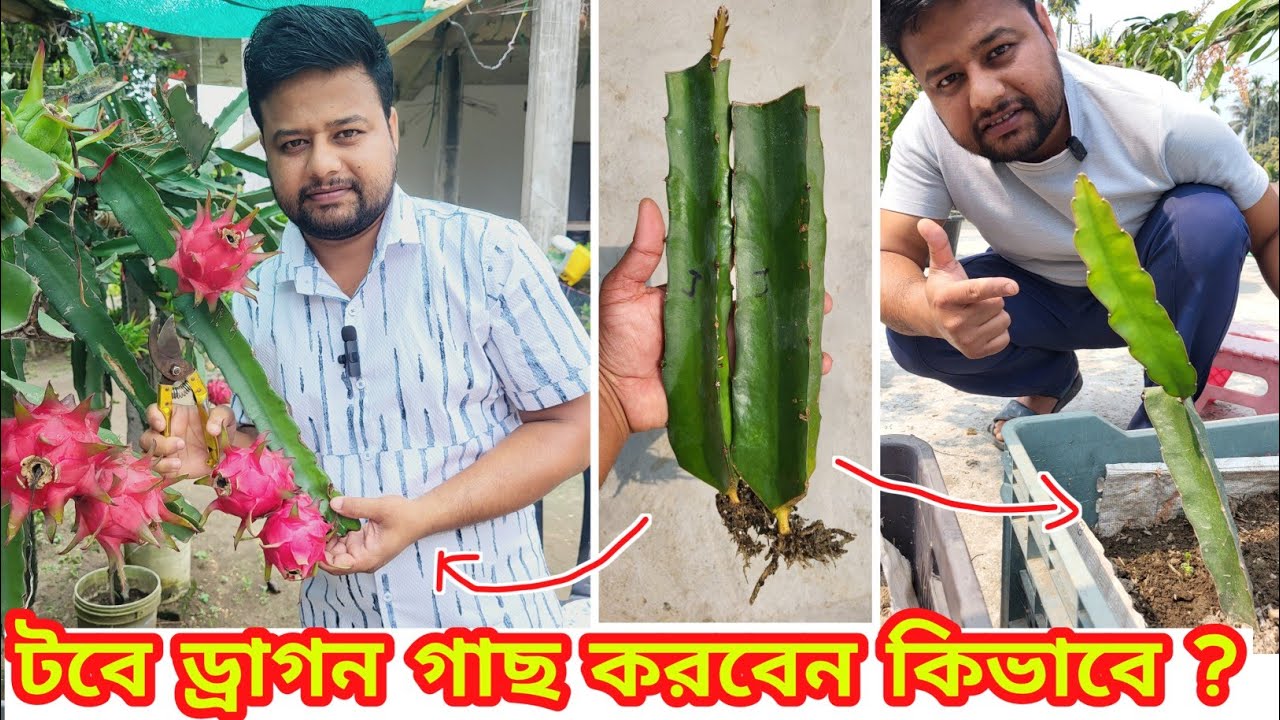 @🌵🔥টবে ড্রাগন গাছ রোপণ করার সঠিক নিয়ম । মাটি কিভাবে প্রস্তুত করবেন । #dragon @pabitramaity9705
