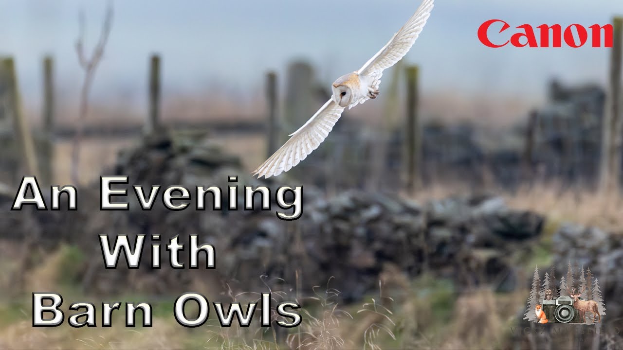 An Evening With Barn Owls