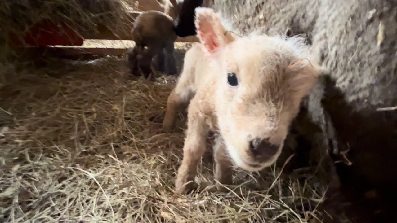 Triplet lambs | Olde English Southdown Babydoll sheep has triplets | check in on the baby goats