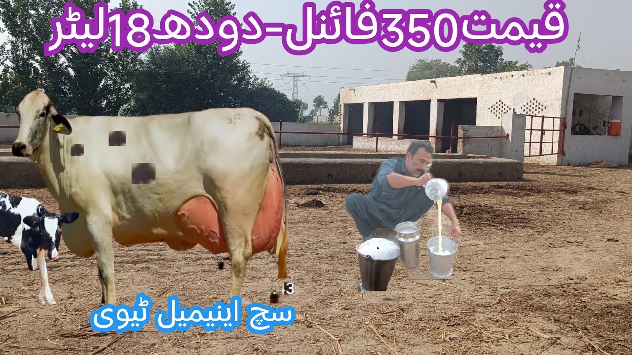 03466152628 | Jersey cholistani cross | jersey cow | sahiwal jersey crossbreed| jersey gay