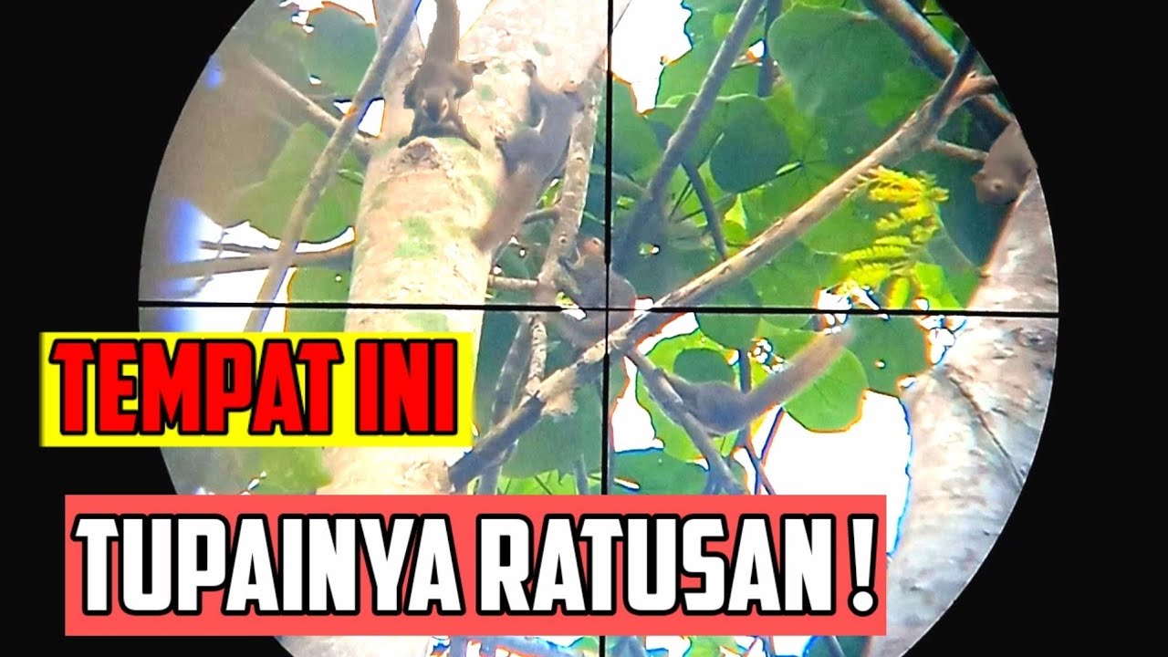 TERNYATA DISINI TUPAI BERKUMPUL‼️- BERBURU BAJING HAMA KELAPA LANGSUNG KE SARANGNYA! (PART 2)