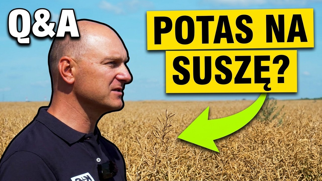 Nawożenie rzepaku pod lupą: głębokość i terminy. Siarka już jesienią? | e-pole