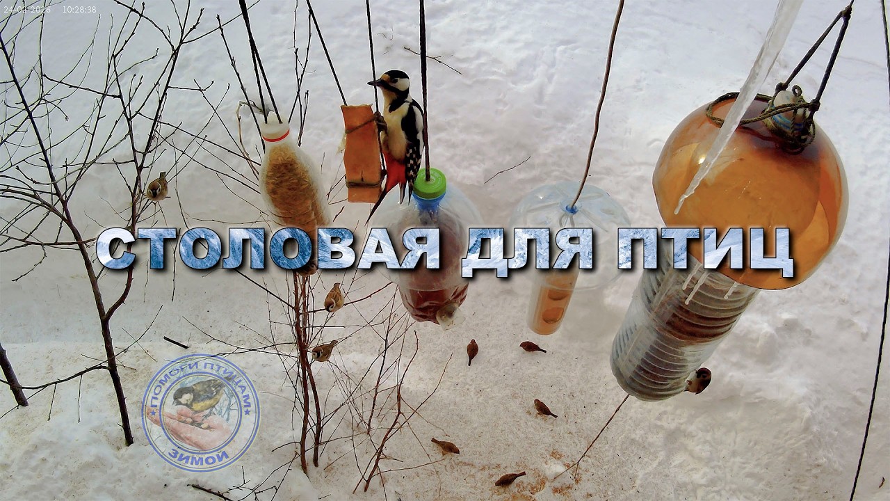 Кормушка для птиц 24 февраля 2026 года | дятел | (04)
