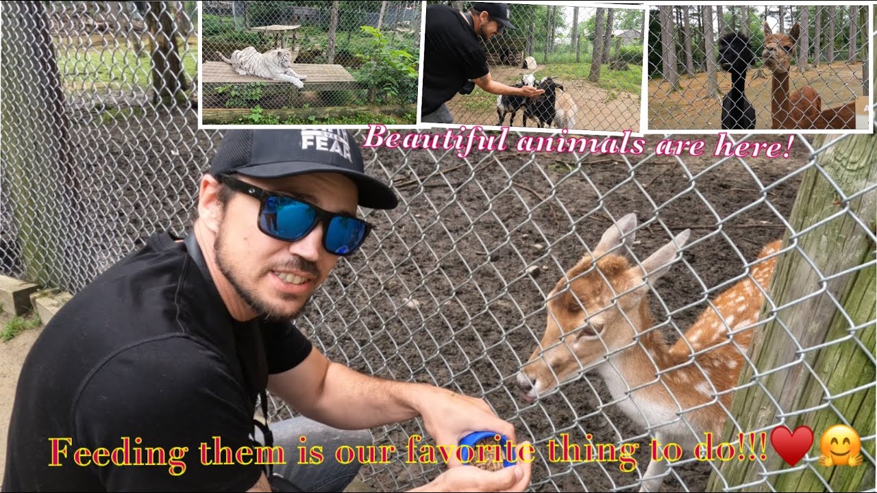 Кормление животных в зоопарке и приюте Dew Haven / Maine Zoo & Rescue. 😇&hearts;️