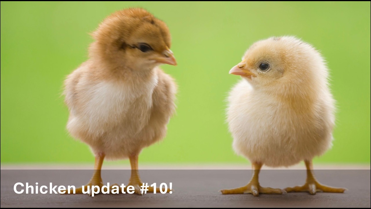 Chicken Update #10!