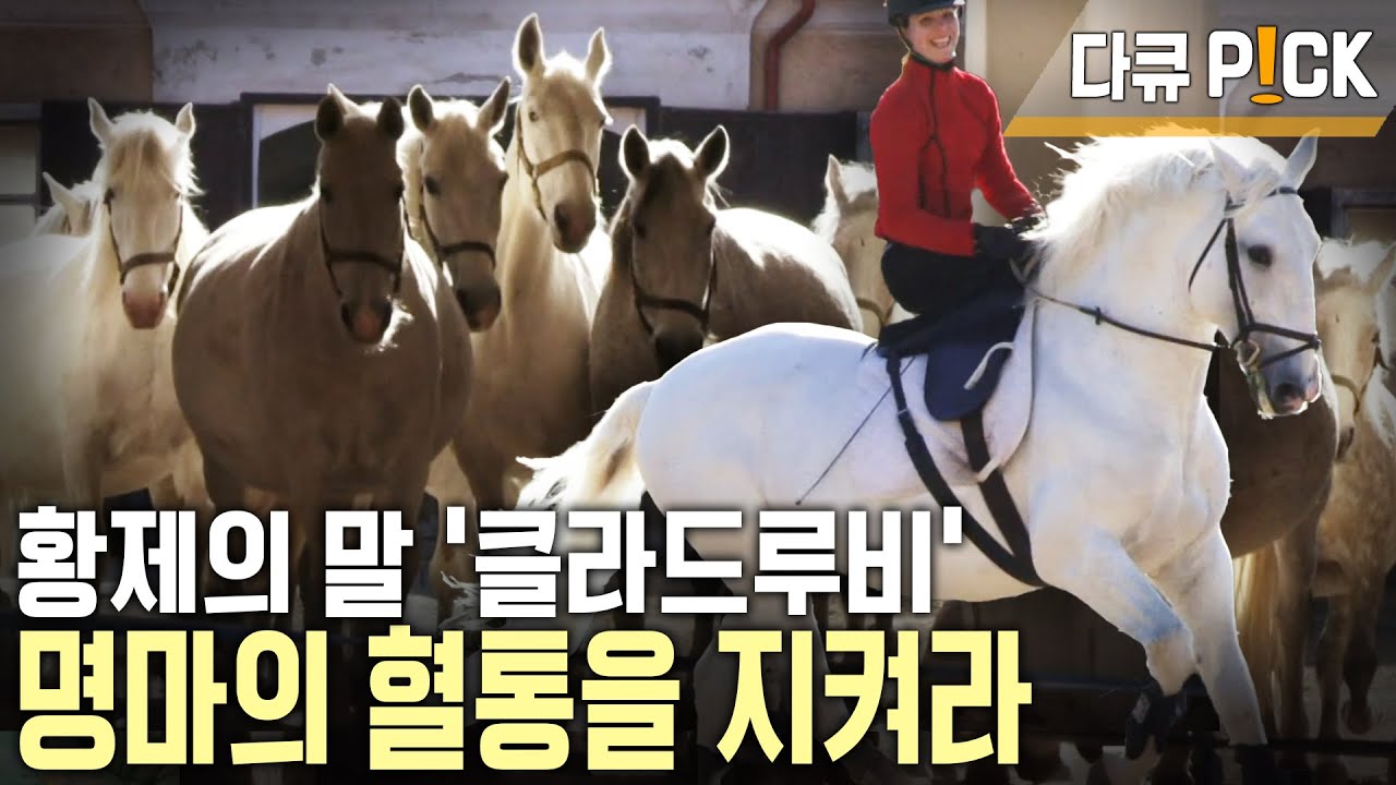 황제의 말! ‘클라드루비’의 순수 혈통을 지킨다🐎 432년의 역사! 체코 국립 종마농장 | 100년의 기업 | KBS 20110501 방송