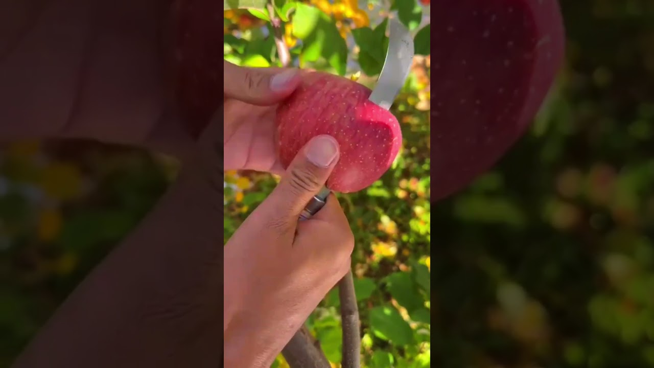 Fresh apples 🍎#agriculture#rural life#farming#planting #naturallife#garden#Harvesting #fruitcutting