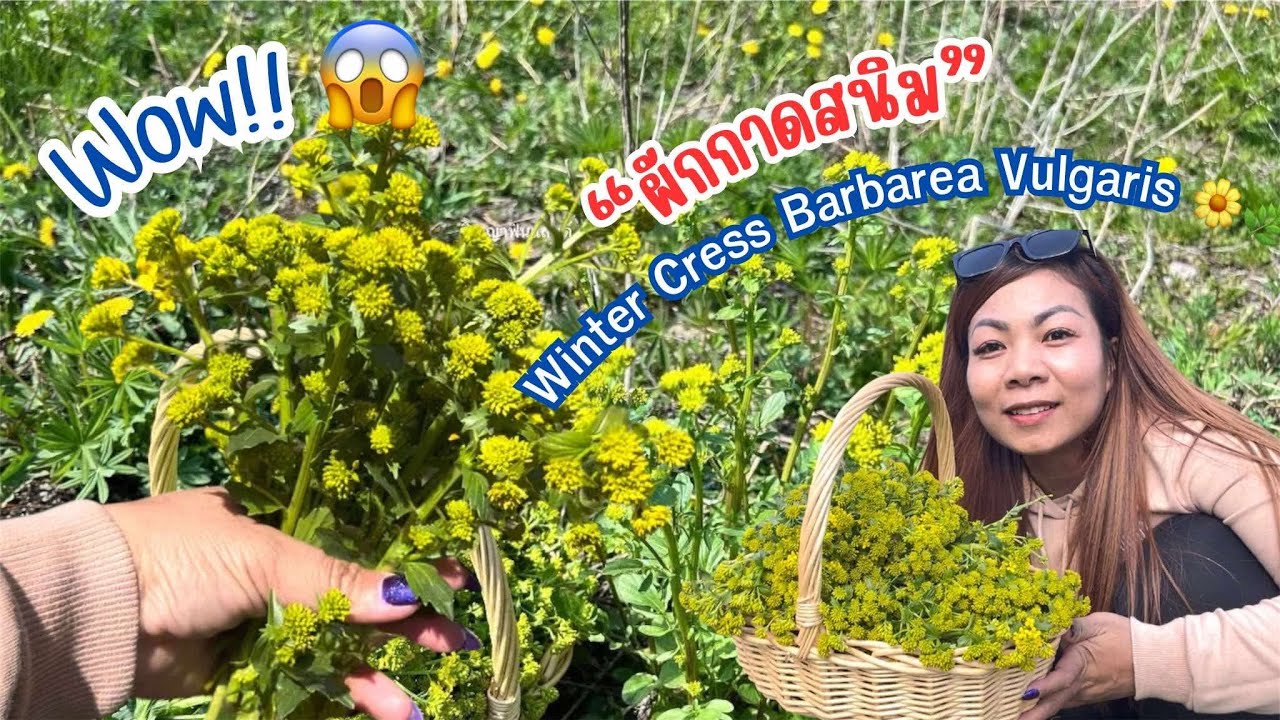 เจอผักป่าอีกแล้ว ผักกาดสนิม หรือ กวางตุ้งป่าจ้า 🌼🌿( winter cress barbarea vulgaris)