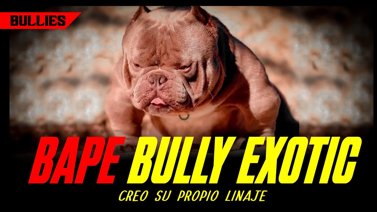 BAPE // AMERICAN BULLY EXOTIC🔥