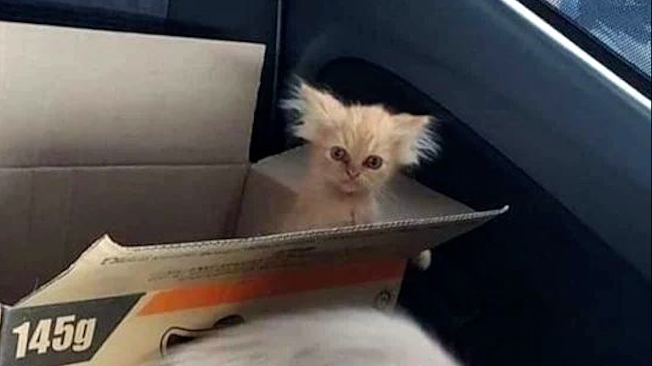 Cats have artificial intelligence