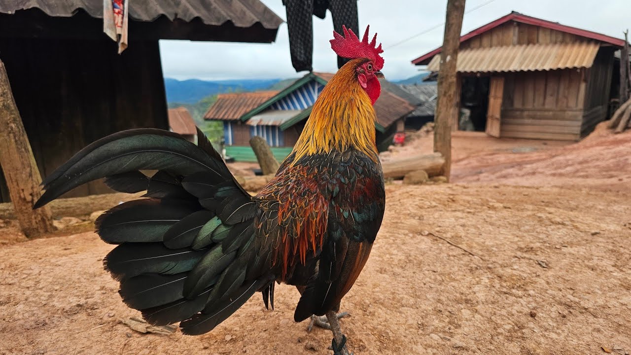 Kuv tu qaib zoo nraug