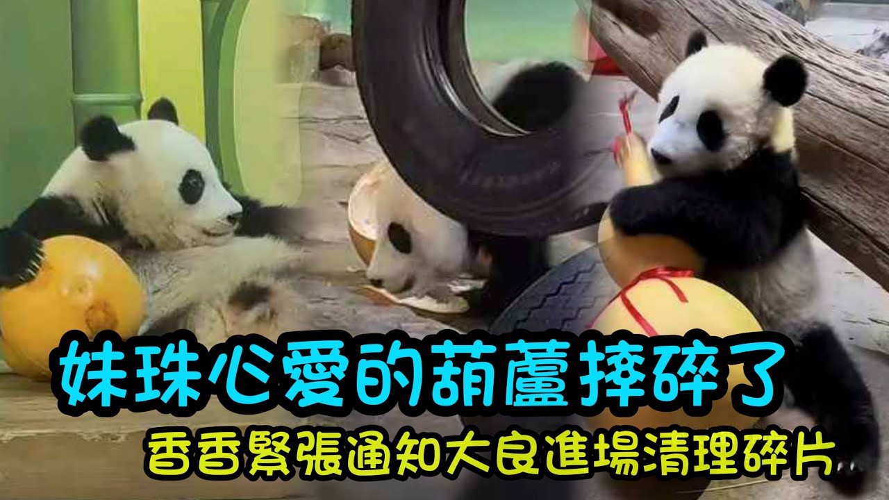 1月2日 陪妹珠長大的葫蘆娃徹底碎裂了，妹珠下去查看扒拉碎葫蘆，香香緊張的通知大良趕緊打掃碎片#panda #cutepanda #廣州長隆野生動物世界 #大熊貓妹珠 #大熊貓妹豬
